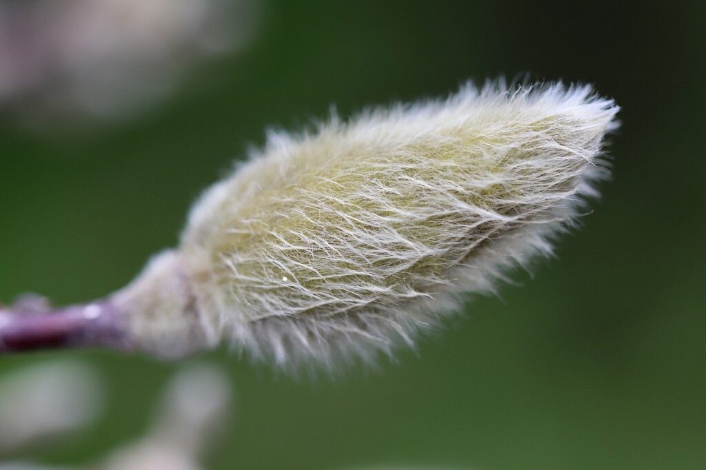 bud, dogwood, branch