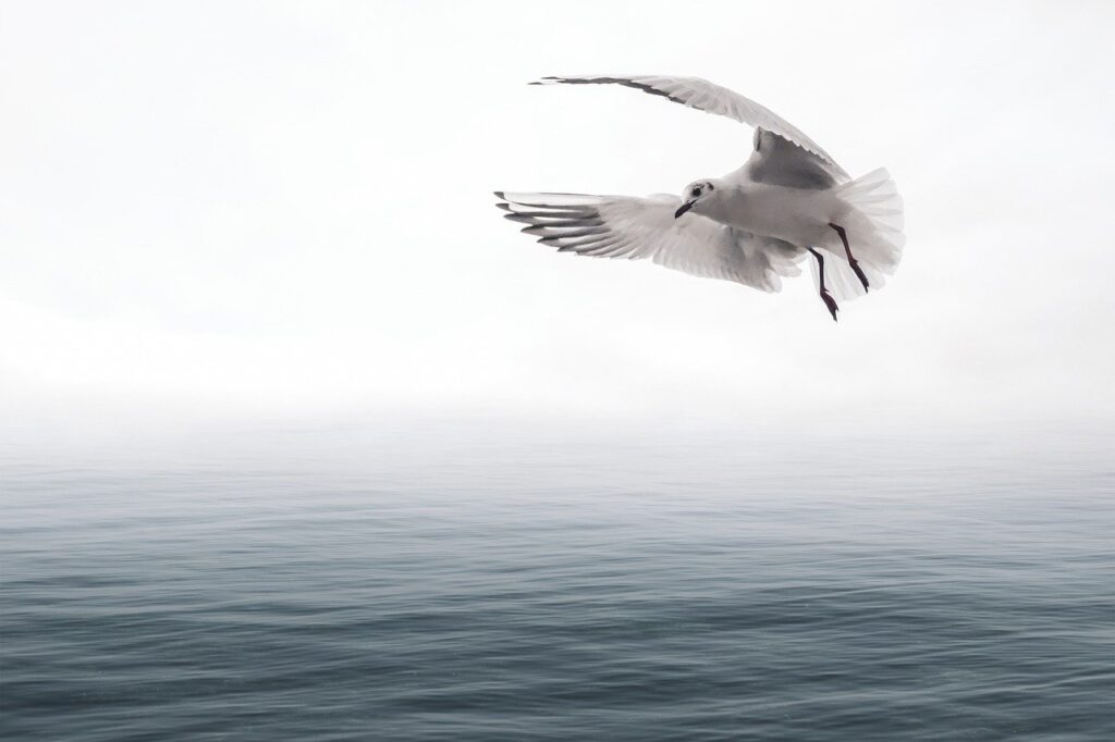 seagull, flying, sea