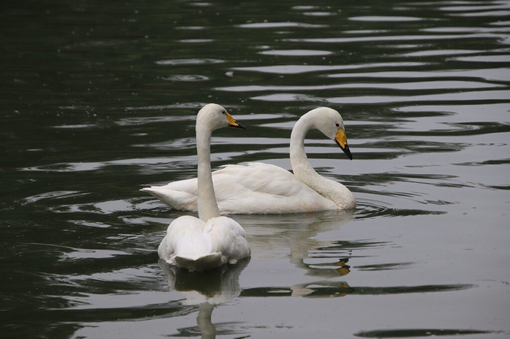 swans, birds, lake